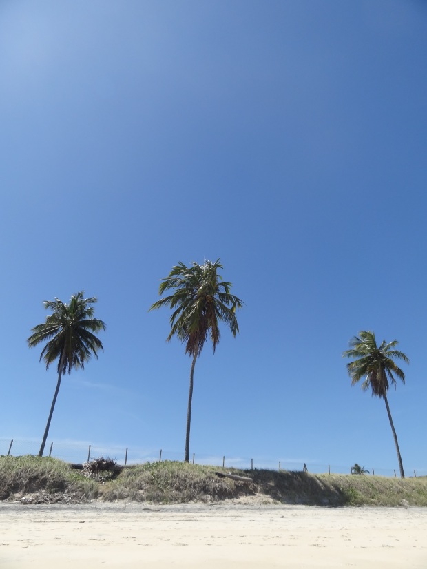 Alguns dos inúmeros coqueiros presentes na praia.